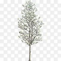 立面树 花朵 树 树枝 树干png素材-空若网 立面树 花朵 树 树枝 树干png素材-空若网