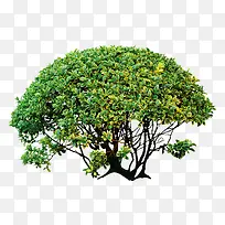 圆发财树-空若网 圆发财树-空若网