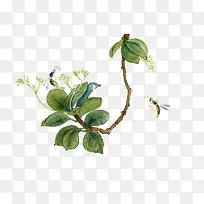 ��ɫ��֦�ʻ��۷�-������