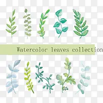 ˮ����ɫ��Ҷ����-������