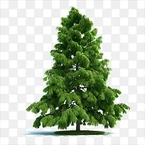 大树-空若网 大树-空若网