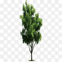 创意老树卡通大树-空若网 创意老树卡通大树-空若网