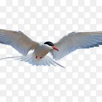 ��ɫ������ӥ-������