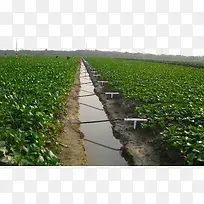 蔬菜种植基地菜园-空若网 蔬菜种植基地菜园-空若网