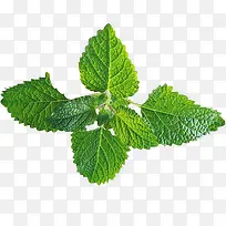 �ƹ�Ҷ��ֲ��Ҷ���߲�ˮ���ƹ�-������