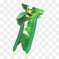 蔬菜黄瓜-空若网 蔬菜黄瓜-空若网