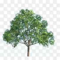 ��Ҷ������-������