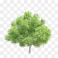 七叶树绿树-空若网 七叶树绿树-空若网