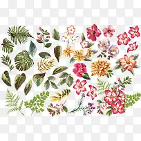 ¸÷ÖÖÖ²ÎïÒ¶×Ó»¨»Ü²å»ËزÄʸÁ¿-¿ÕÈôÍø ¸÷ÖÖÖ²ÎïÒ¶×Ó»¨»Ü²å»ËزÄʸÁ¿-¿ÕÈôÍø