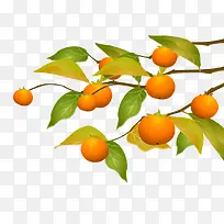 新鲜天然橙子-空若网 新鲜天然橙子-空若网