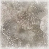 模糊向日葵背景-空若网 模糊向日葵背景-空若网