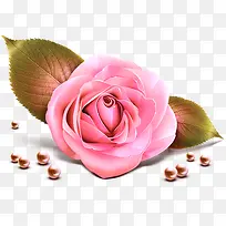 玫瑰花珍珠爱情花朵-空若网 玫瑰花珍珠爱情花朵-空若网