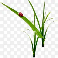 ��Ҷ�ϵ���������ز�-������