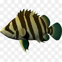 卡通海洋动物 罗非鱼-空若网 卡通海洋动物 罗非鱼-空若网