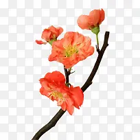 ��Ӱ��ɫ�Ļ��Ƕ��-������