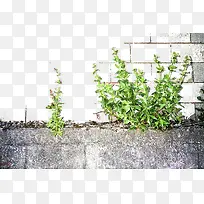 石头墙边与绿草-空若网 石头墙边与绿草-空若网