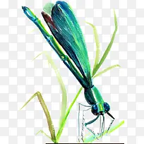 绿色螳螂-空若网 绿色螳螂-空若网