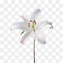 ��ɫ�Ļ���-������