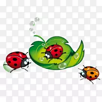 瓢虫博客甲虫剪贴画-瓢虫-空若网 瓢虫博客甲虫剪贴画-瓢虫-空若网