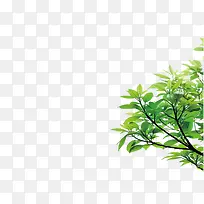 树枝-空若网 树枝-空若网