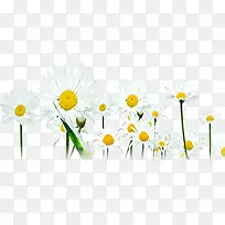 �����ɫ���ջ���-������