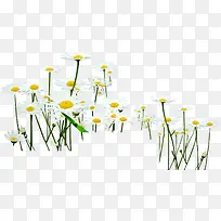 白色雏菊花丛-空若网 白色雏菊花丛-空若网