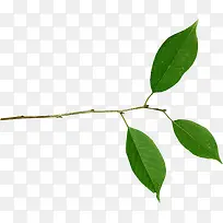绿色枝叶-空若网 绿色枝叶-空若网