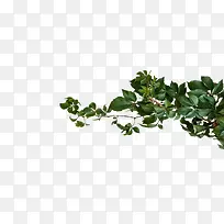 绿色的叶子-空若网 绿色的叶子-空若网