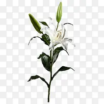 百合花-空若网 百合花-空若网