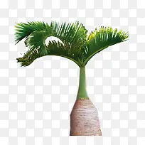 ÌúÉÈÊ÷-¿ÕÈôÍø ÌúÉÈÊ÷-¿ÕÈôÍø