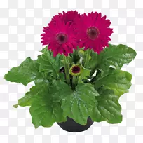 Խ����ջ�MIDIֲ����޾��϶��㻨-������