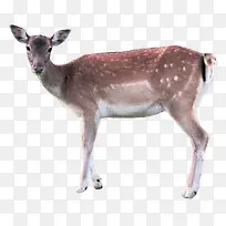 可爱的小鹿免抠素材-空若网 可爱的小鹿免抠素材-空若网