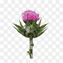 Ò»ÖêÄ̼»²Ý»¨»ÜÍ¼Æ¬ËØ²Ä-¿ÕÈôÍø Ò»ÖêÄ̼»²Ý»¨»ÜÍ¼Æ¬ËØ²Ä-¿ÕÈôÍø