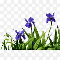 小清新鸢尾草免抠系列-空若网 小清新鸢尾草免抠系列-空若网