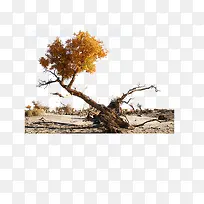 �㵹����-������