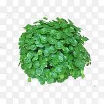 ��ѩ�ݵ�ҩ������-������