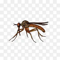 褐色昆虫蚊子-空若网 褐色昆虫蚊子-空若网