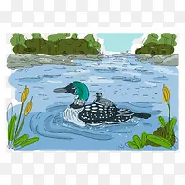 ˮ��Ѽ����Ӿ-������