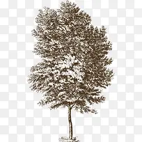 高大的洋槐树-空若网 高大的洋槐树-空若网