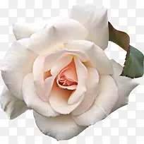 白色玫瑰花卉-空若网 白色玫瑰花卉-空若网