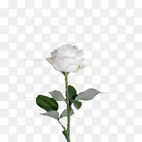 白色玫瑰-空若网 白色玫瑰-空若网