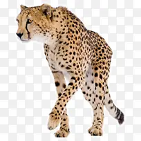 森林动物猎豹-空若网 森林动物猎豹-空若网