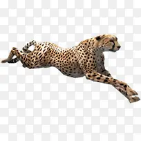 奔跑猎豹-空若网 奔跑猎豹-空若网