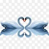 天鹅和天鹅的倒影-空若网 天鹅和天鹅的倒影-空若网