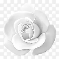 白色玫瑰花-空若网 白色玫瑰花-空若网