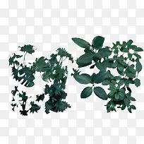 园林景观效果图元素没开花的月季-空若网 园林景观效果图元素没开花的月季-空若网