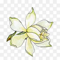 白色玉兰花-空若网 白色玉兰花-空若网