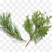 ����֦-������