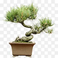 高清摄影绿色的园林景观松柏-空若网 高清摄影绿色的园林景观松柏-空若网