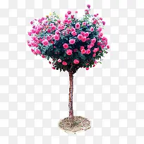 粉红色心形月季树-空若网 粉红色心形月季树-空若网